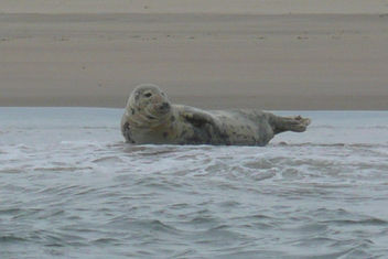 And then there was one! - Free image #306307